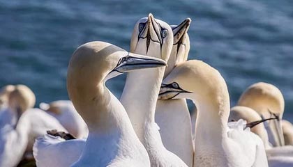 开云注册-《电竞赛事直播数据：观众人数创历史新高》，电竞直播比赛