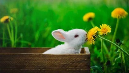 开云平台-“青少年足球联盟加速拓展，培养未来足球人才”，青少年足球发展论坛